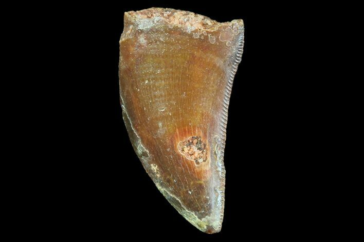 Serrated, Raptor Tooth - Real Dinosaur Tooth #88114